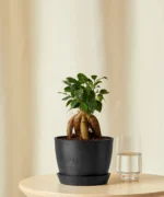 Ficus Ginseng with Pot