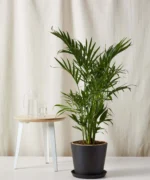Cat Palm with Pot