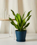 Dracaena Golden Heart with Pot