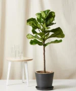 Fiddle Leaf Fig with Pot