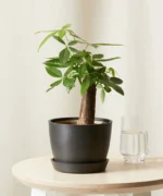 Mini Money Tree with Pot