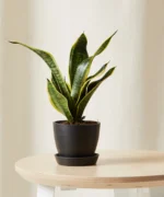 Snake Plant with Pot