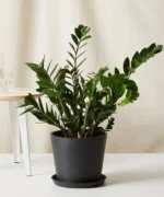 ZZ Plant with Pot