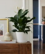 Peace Lily with Pot