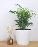 Bamboo Palm (chamaedorea seifrizii) with Pot