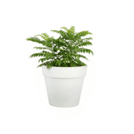 Curry Leaf (Curry Patta) Plant with Pot