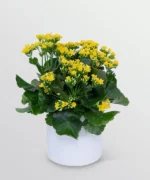 Yellow Kalanchoe Succulent with Pot