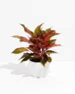 Aglaonema Red Plant with Pot