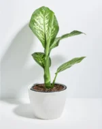 Dieffenbachia Plant with Pot