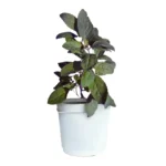Krishna Holy Basil (Shyama Tulsi) Plant with Pot