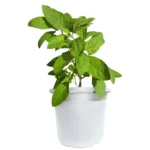 Holy Basil (Rama Tulsi) Plant with Pot