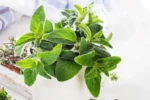 Oregano Plant with Pot