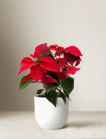 Red Poinsettia Plant with Pot