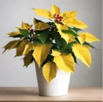 Yellow Poinsettia Plant with Pot