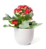 Red Kalanchoe Succulent with Pot